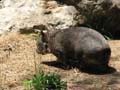 Wombat